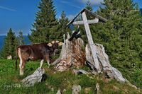 1089240_Kuh_Allg&auml;u_JMW